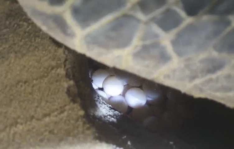 Khoanh vùng bảo tồn rùa biển đẻ trứng ở bờ biển Quy Nhơn - ảnh 2