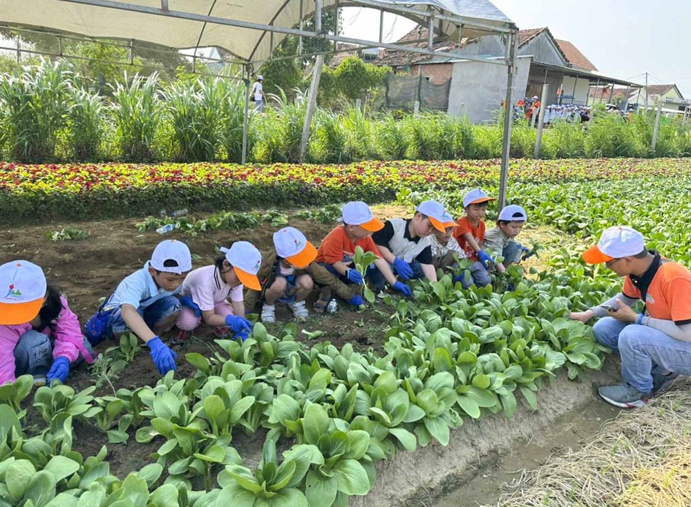 Bình Định tìm giải pháp sản xuất, tiêu thụ để nông sản phát triển bền vững - ảnh 1