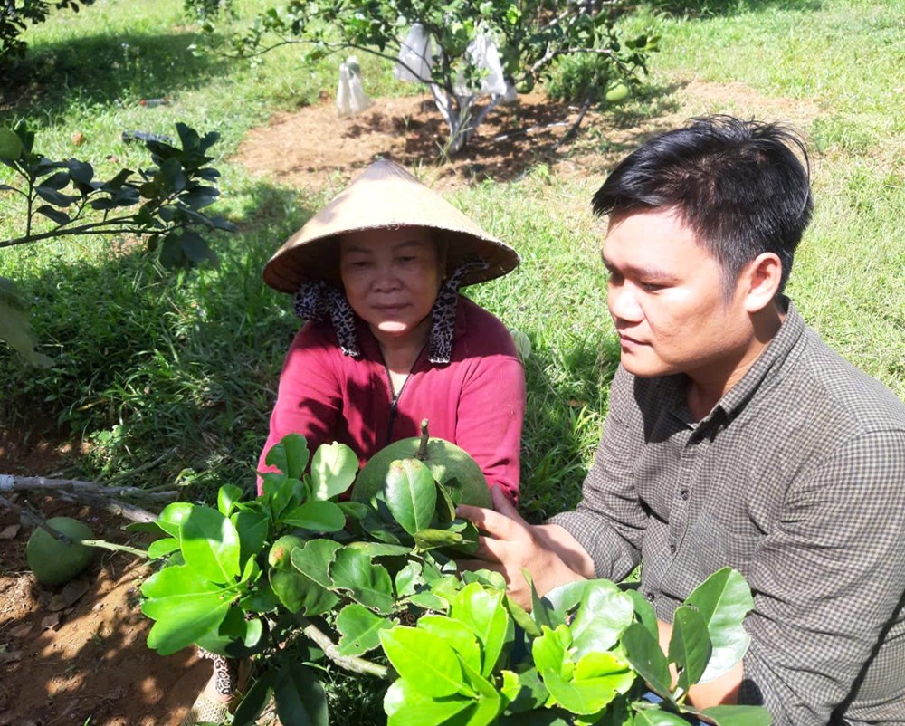 Bình Định tìm giải pháp sản xuất, tiêu thụ để nông sản phát triển bền vững - ảnh 3