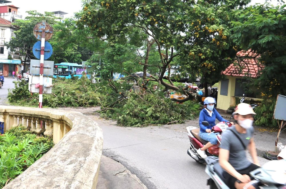 Hà Nội: Thu dọn cây xanh gãy, đổ sau cơn bão số 3 - ảnh 2