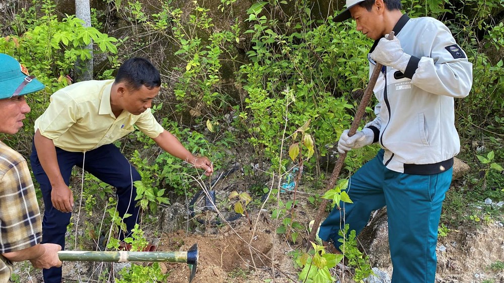 Trồng 3.000 cây gỗ bản địa phục hồi rừng trên đảo Cù Lao Chàm - ảnh 3