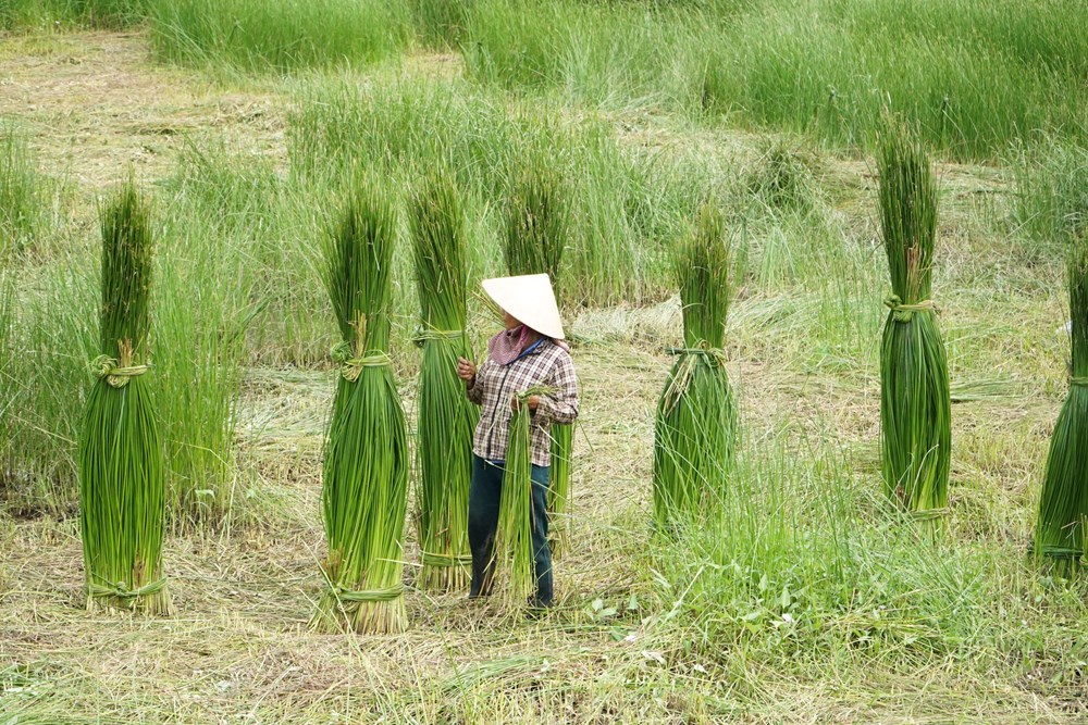 Quảng Nam thu hồi bằng công nhận làng nghề dệt chiếu An Phước - ảnh 1