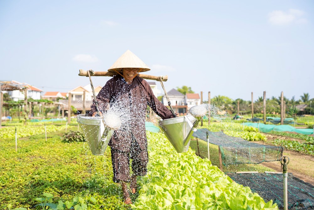 Làng rau Trà Quế chính thức được UN Tourism công nhận “Làng Du lịch tốt nhất” năm 2024  - ảnh 5