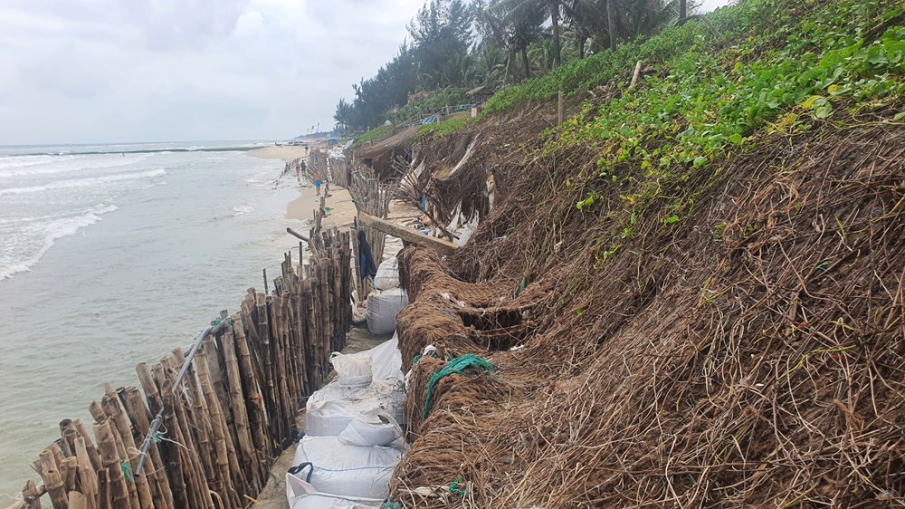 Kiểm tra tình hình, tìm phương án khắc phục sạt lở  tại khu vực bờ biển Cẩm An - ảnh 3