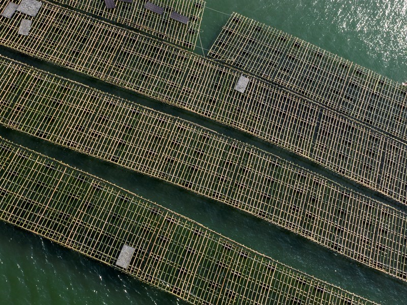 Những bè tre khổng lồ treo vạn dây hàu ở cửa sông Gianh - Anh 2