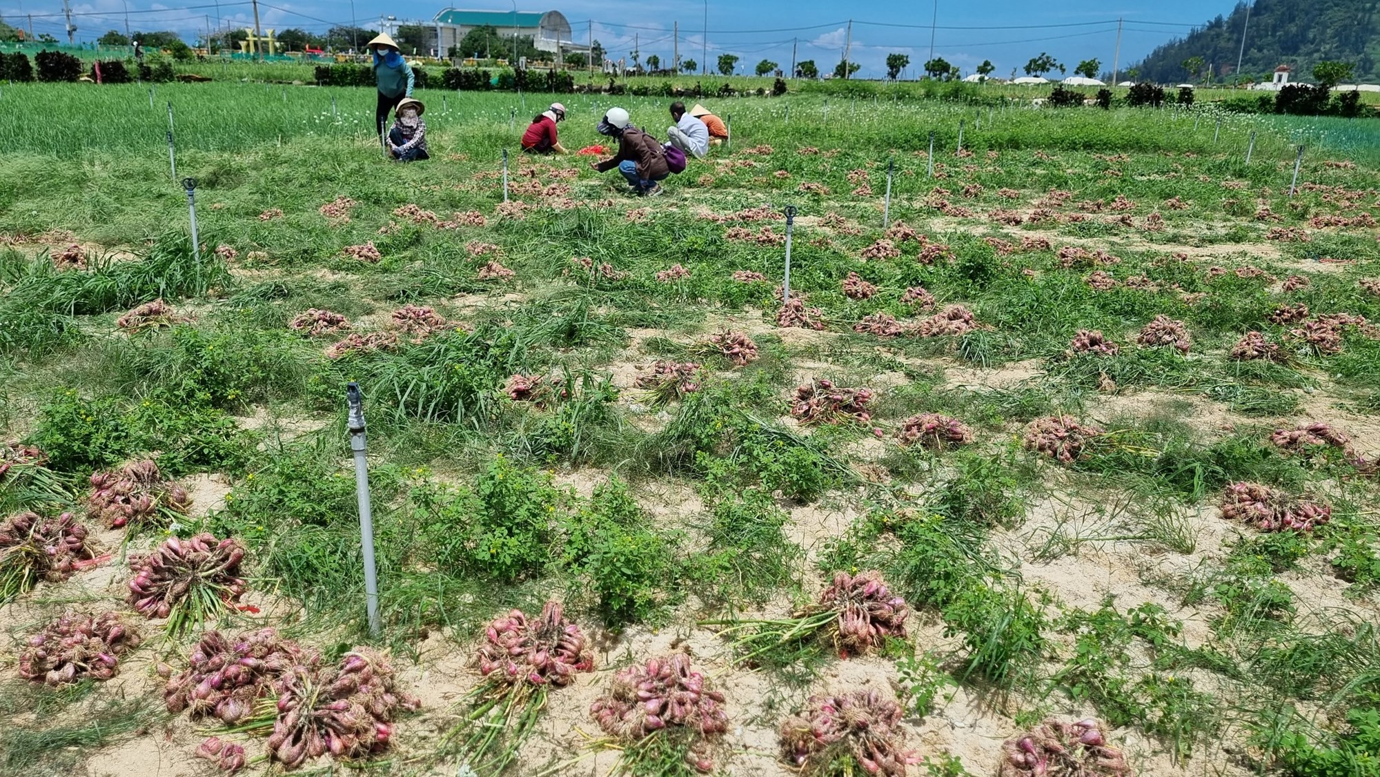 Nghề trồng hành tỏi ở đảo Lý Sơn - ảnh 14