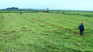 Gần 2.800ha lúa sắp thu hoạch bị đổ rạp do mưa dông kèm gió lớn