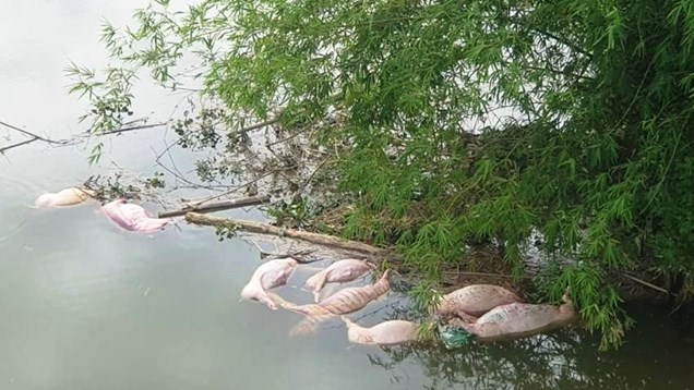 Xử phạt đối tượng vứt hàng chục con lợn chết xuống sông 